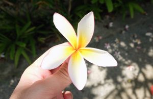 10 Street Plants in Singapore You Never Knew Were Edible