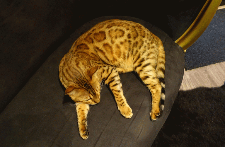 Finally, Proof That Cats Are Better Than Dogs