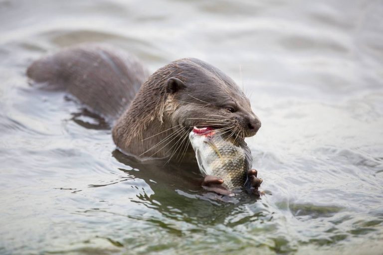 What's With the Absurd Singaporean Obsession With Otters?