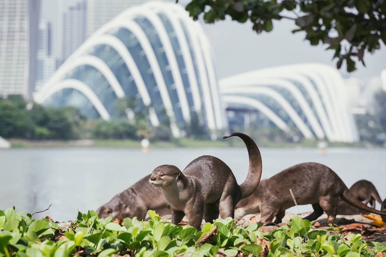 What’s With the Absurd Singaporean Obsession With Otters?