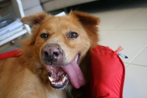 I Tried to Speak to My Dead Dog With Singapore’s “Animal Whisperer”