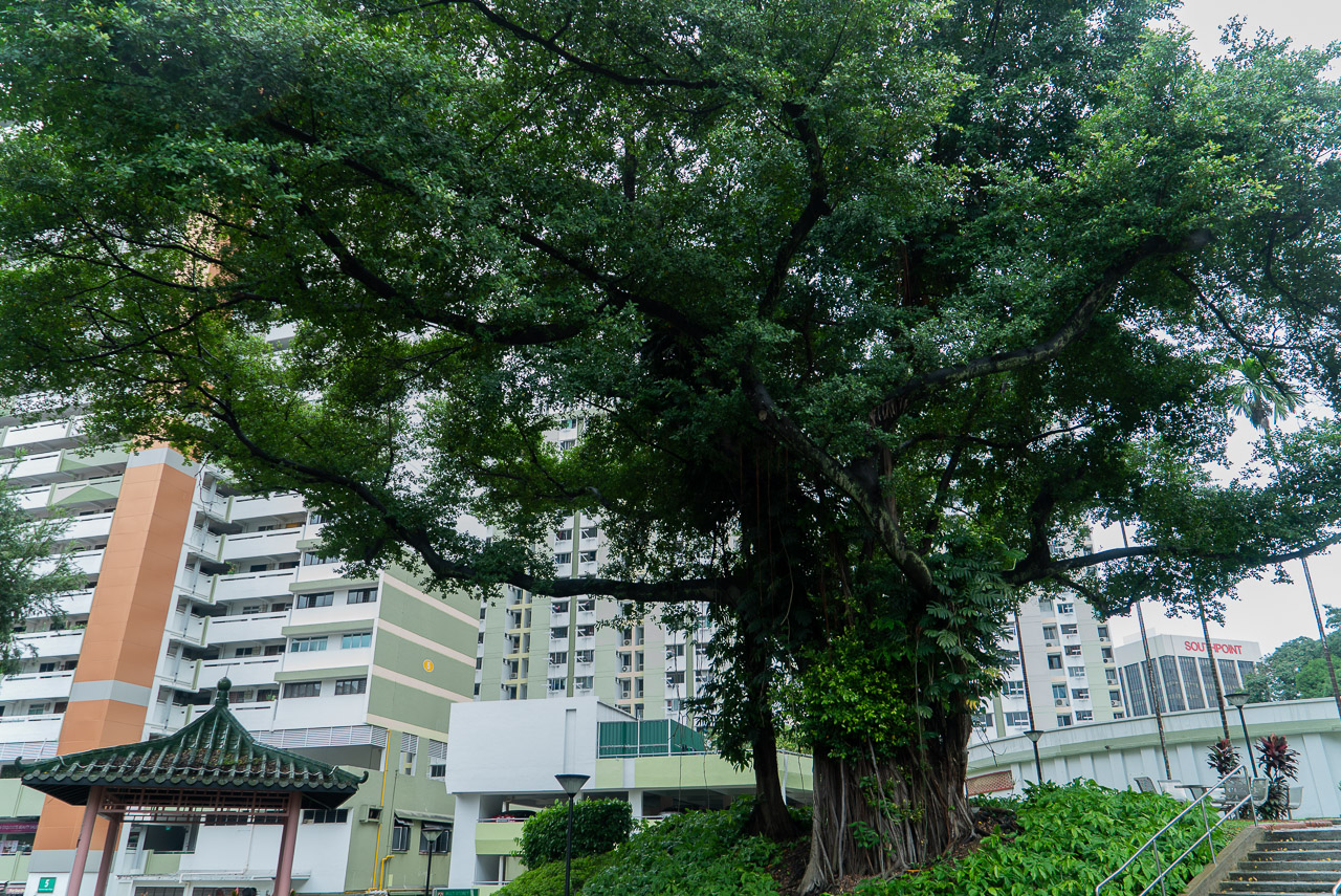 A History of Singapore in 7 Trees. Yes, Trees.