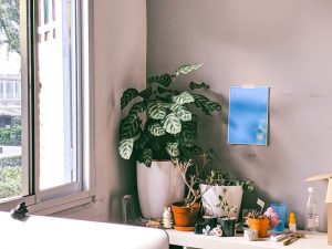 Millennials are Obsessed With Plants, and We’re Not Apologising For It