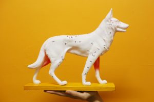 Your Pet Can’t Tell You When They’re In Pain. This Vet Wants To Help.