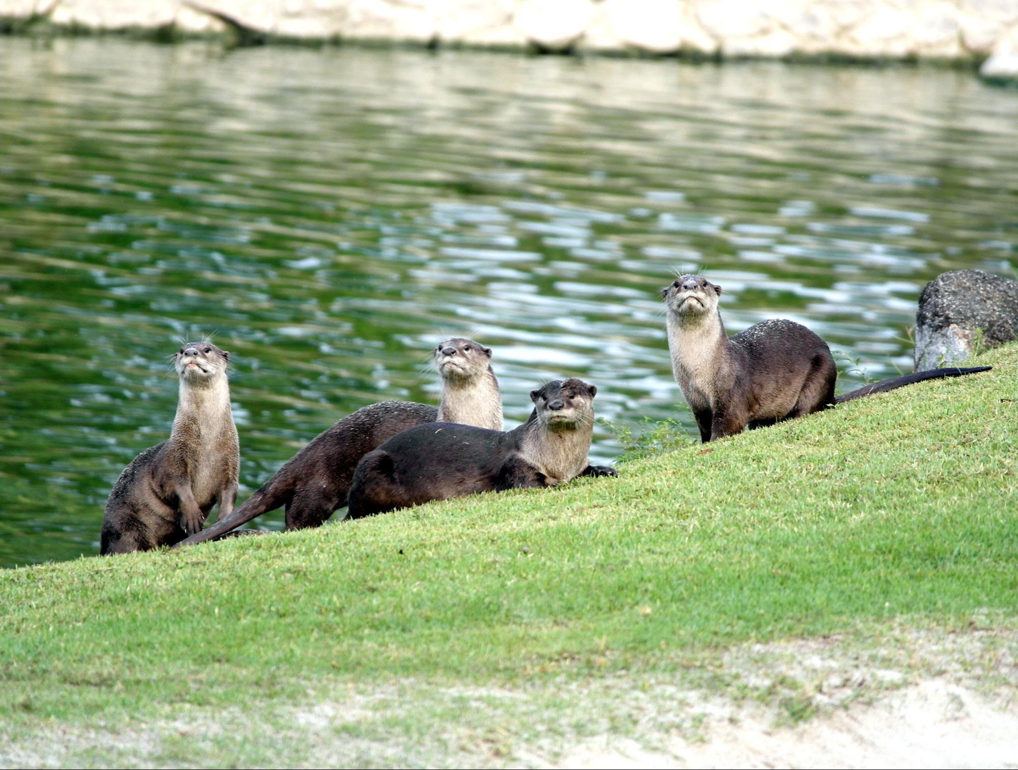 Singapore’s Love for Otters Reveals Its Double-Standards towards Wildlife in the City