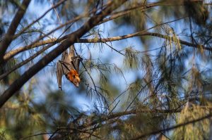 Covid-19: The Public Scapegoating Of Bats Needs To Stop