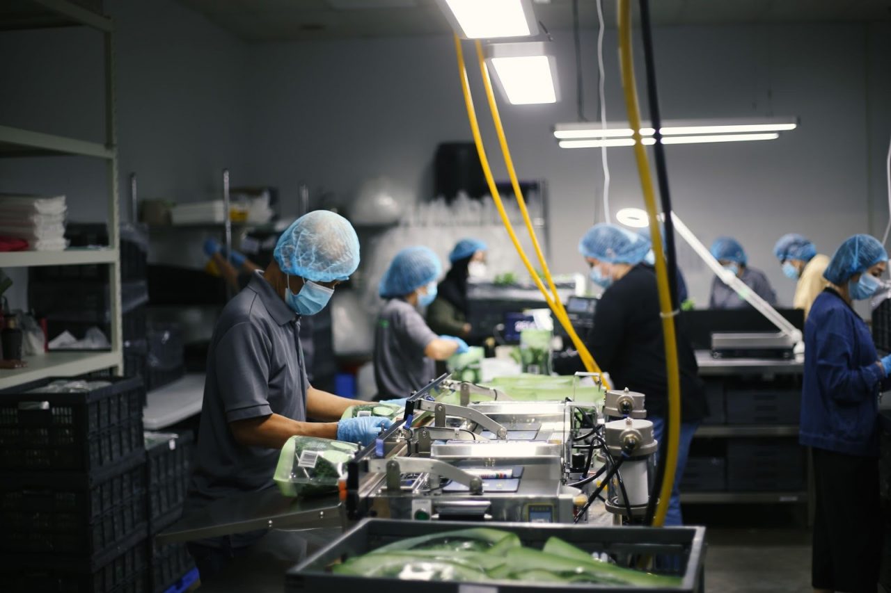 Sorting and packing of produce