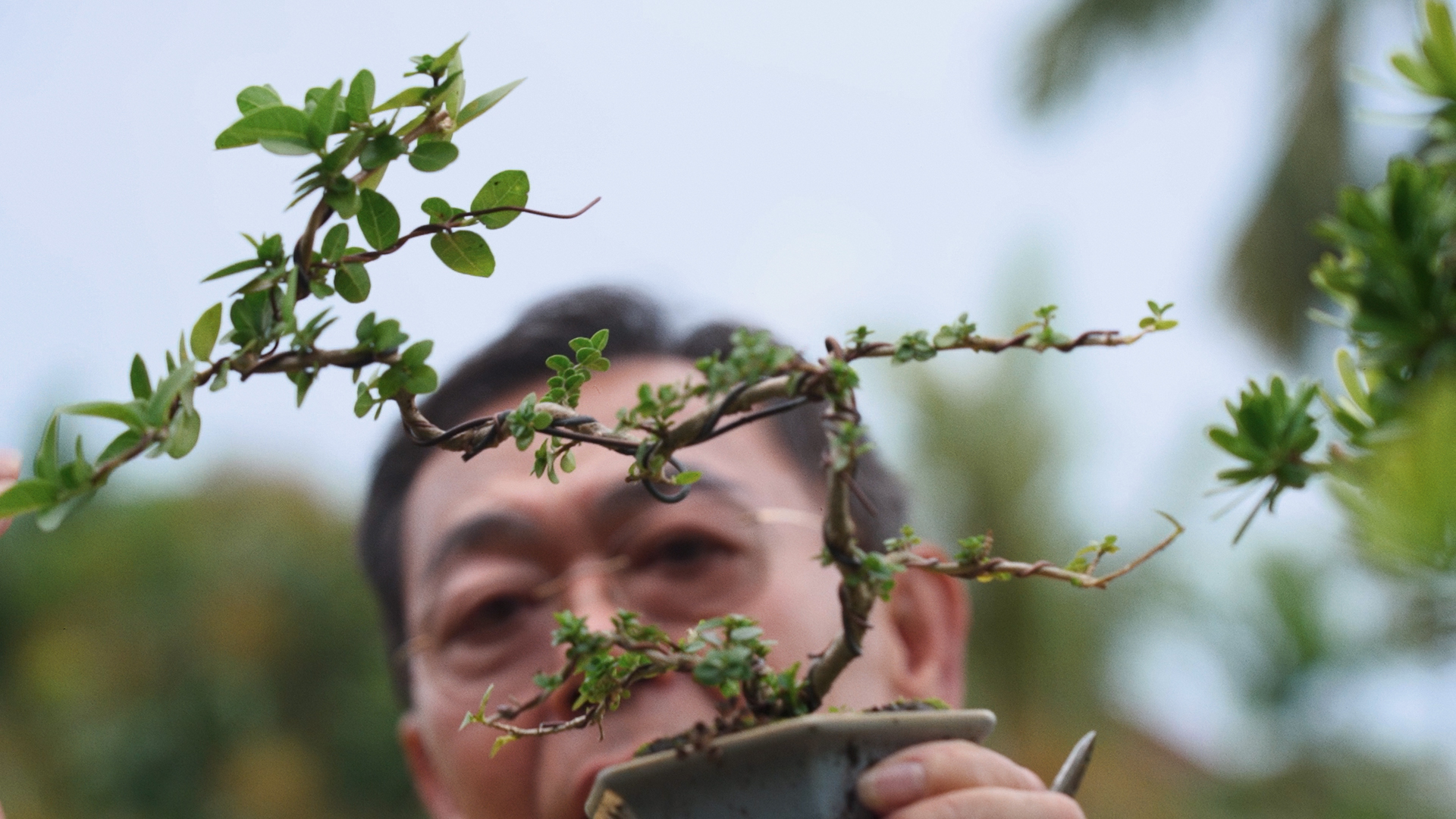 Here’s What a Bonsai Master Taught Us About Pandemic Fatigue