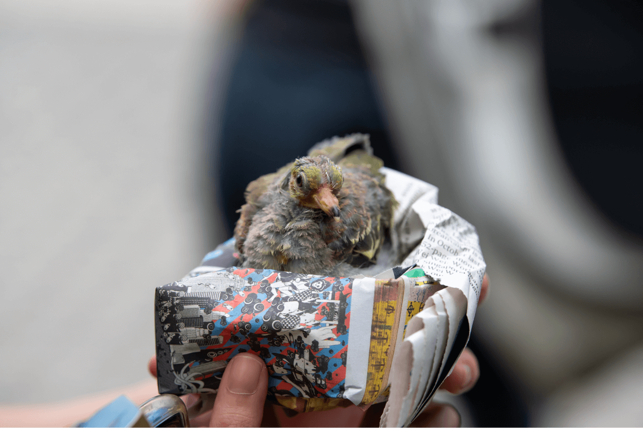 Where The Wild Things Are: On The Road With ACRES’ Wildlife Rescue Team ...