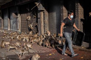 Of Monkeys & Men: An Uncomfortable Truce in Lop Buri Thailand