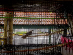 Here’s Why the Caged Songbird Sings — A Cultural Tradition at Odds With Ethics