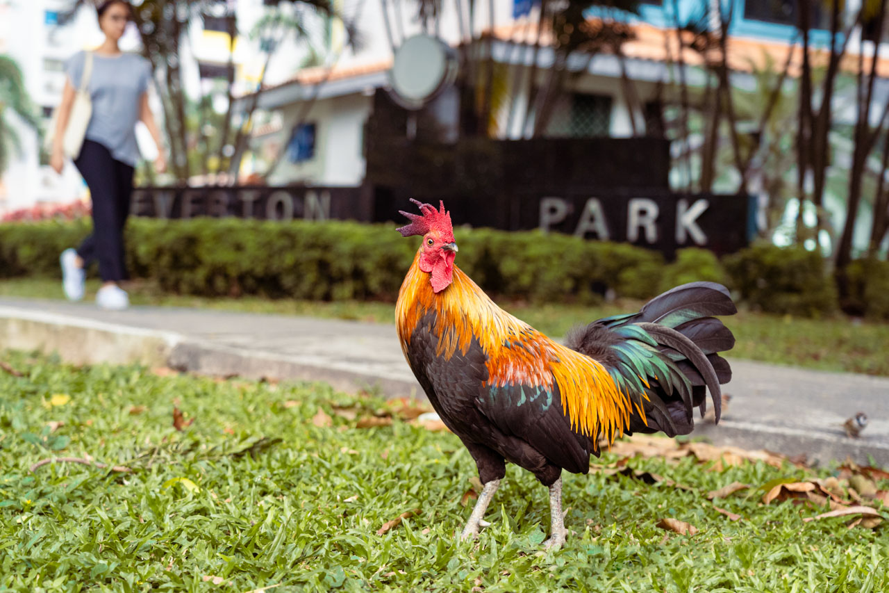 Why Did the Junglefowl Cross the Road to Everton Park?