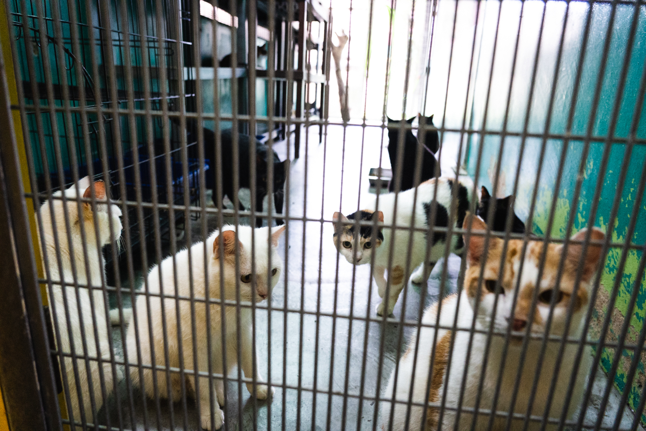 As Eviction Nears, Lim Chu Kang Animal Shelters Don’t Know Where To Go
