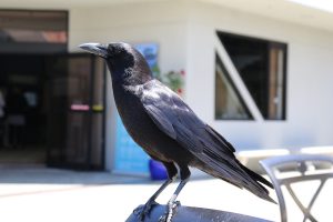Why You Don’t Mess With Crows, Coming From a Man Who Fears Crows