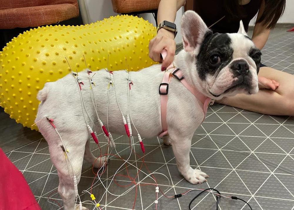 In an Age of Holistic Wellness, Would You Put Your Pet Dog Through Acupuncture?