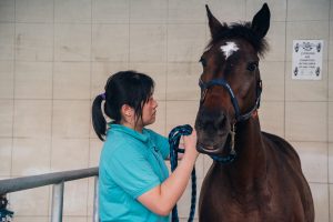 The Back-Cracking Pains of Being an Animal Chiropractor