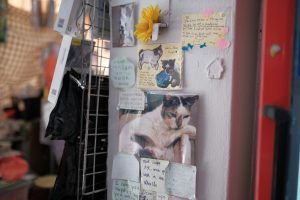 Who’s To Blame When Community Cats Are Abducted by Pest Control?