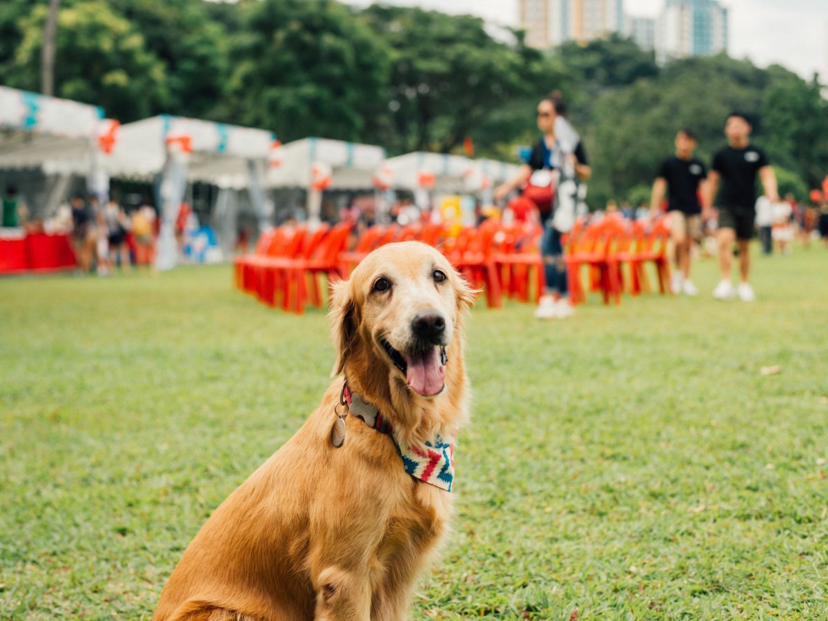 Why Do Singaporeans Name Their Pets After Food?