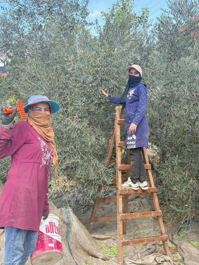 Beit Ballout Lebanese olive oil grove